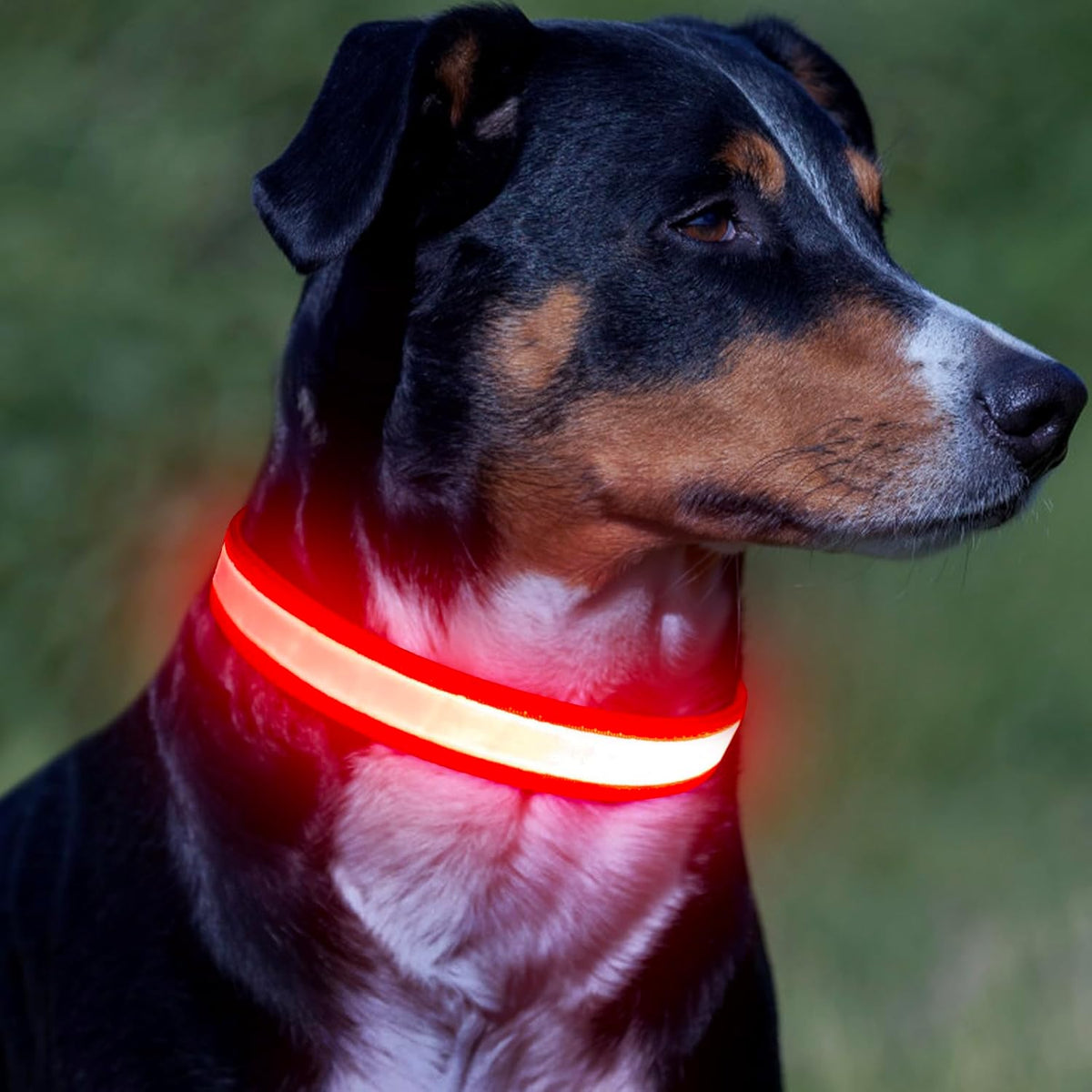 Bright & Stylish Adjustable LED Dog Collar - USB Rechargeable Safety for Your Pup (Medium, Red)